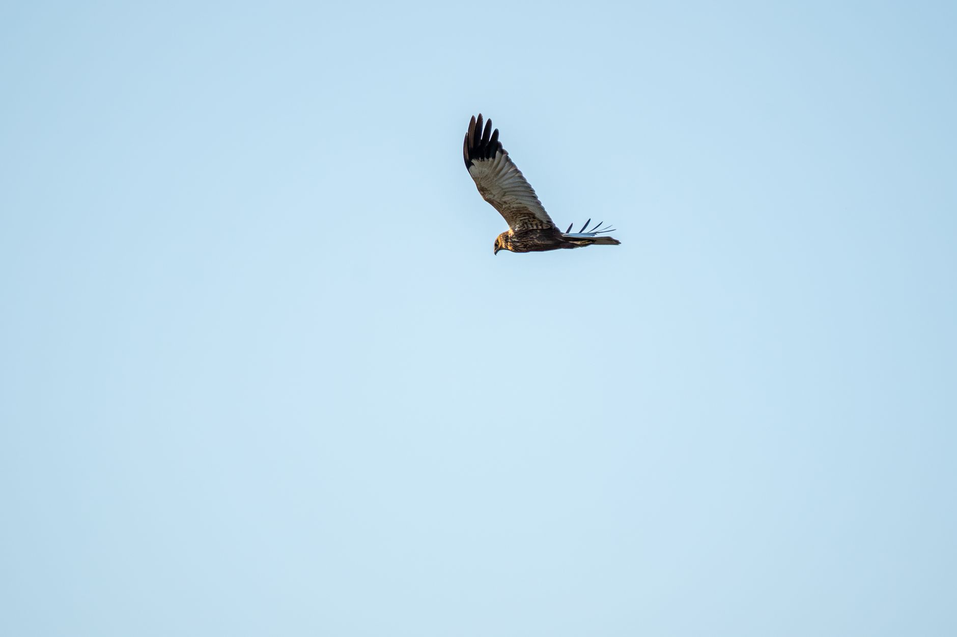 A lone majestic bird soaring gracefully against a bright blue sky, showcasing freedom.