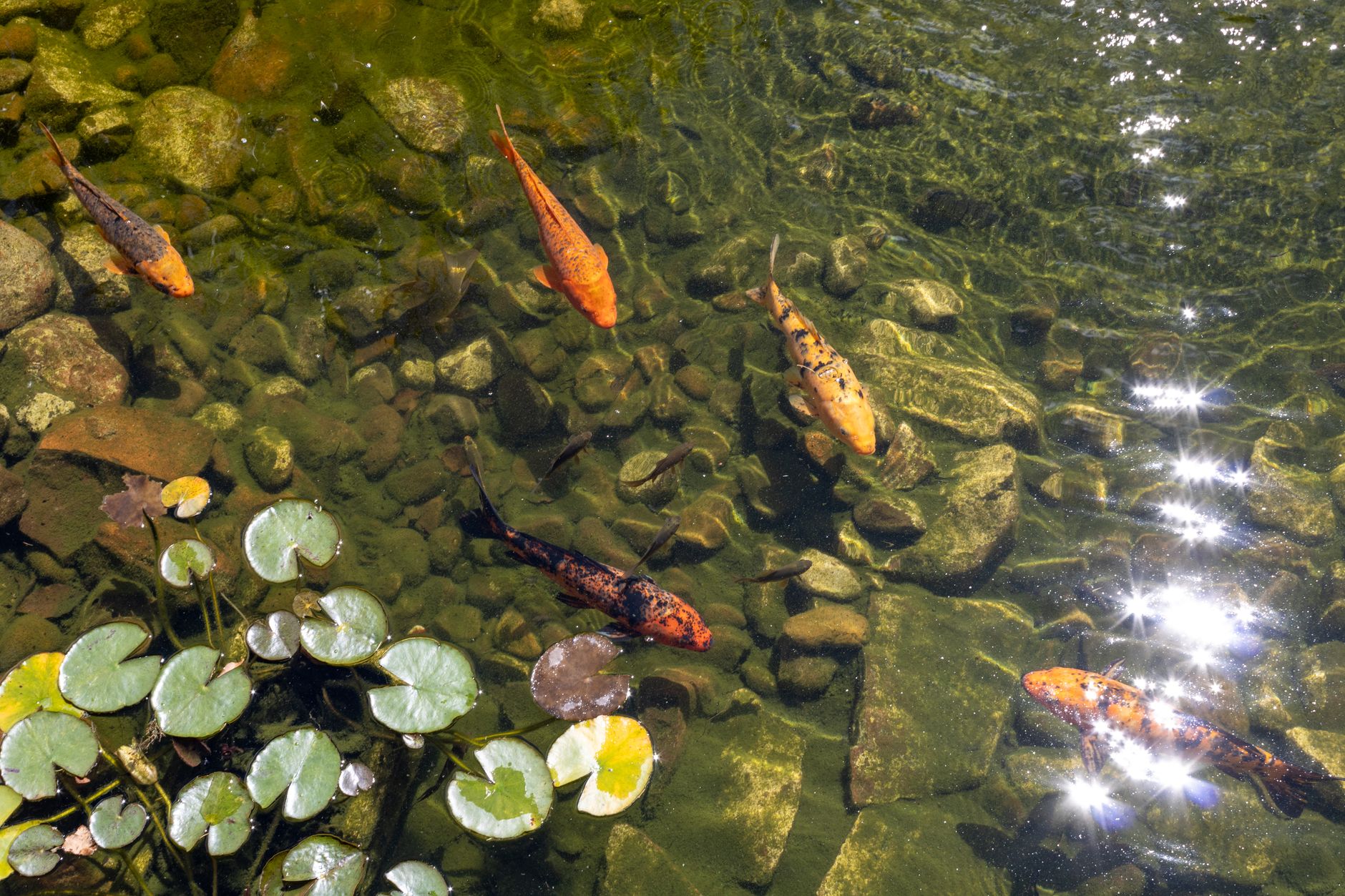 Vibrant koi fish gracefully swim among lily pads in a serene garden pond.